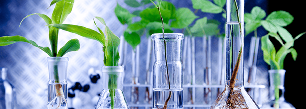 Pharmacognosy